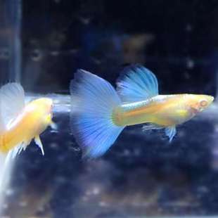 鳳魚觀賞魚圖片 海量高清鳳魚觀賞魚圖片大全 阿里巴巴 鳳魚觀賞魚圖片 海量高清鳳魚觀賞魚圖片大全 阿里巴巴