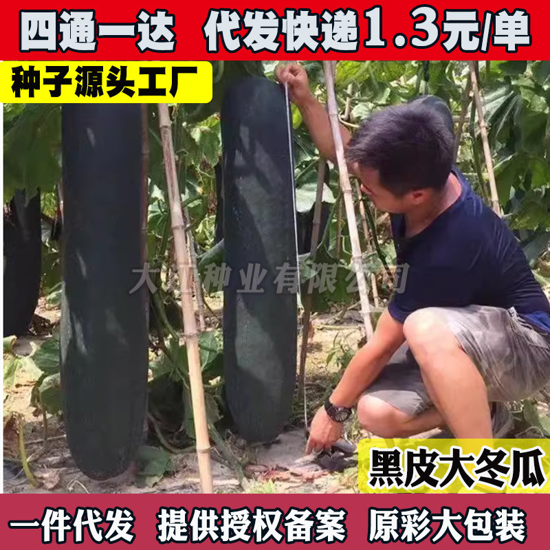 Black-Skinned Winter Melon Seeds, Large Winter Melon Seeds, Extra Large Spring, Summer and Autumn Vegetable Seeds