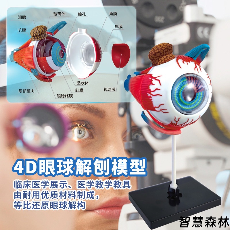 生物教学眼球解剖结构模型可拆卸仿真眼睛医学眼部实验器材拼装