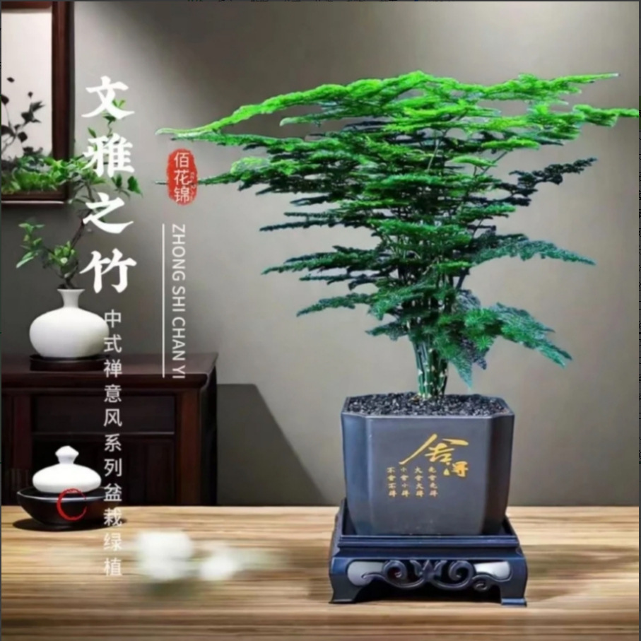 文竹盆栽绿植室内盆景花卉办公室桌面客厅植物好养四季常青一串红