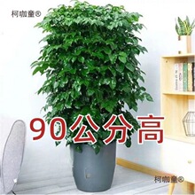 �����Ҹ���G������ֲ���k���҃ȿ͏d��͏d�辰���ܾGֲ�_��̫��