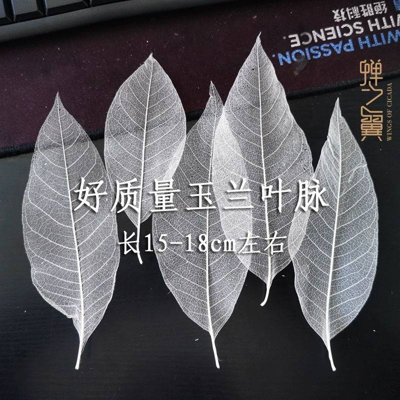 Крылья цикады хорошего качества образец настоящего листа лист магнолии вены сушеные цветочные композиции принадлежности для стрельбы реквизит декоративный цветоводство