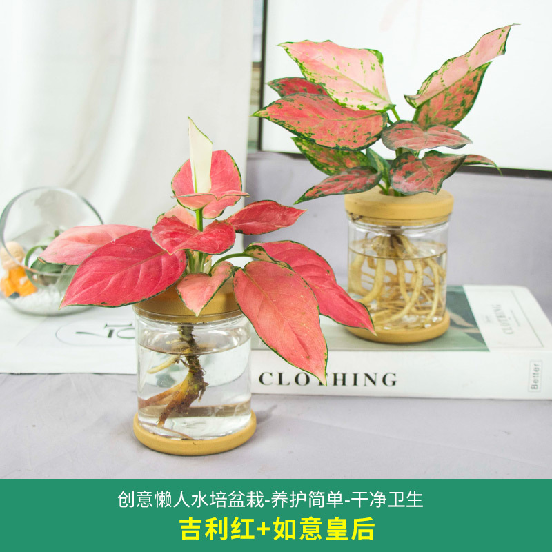 Plantas hidropónicas en maceta de flores de oficina de flores pequeñas plantas verdes en todas las estaciones, fácil de cultivar plantas en maceta de agua suculenta.