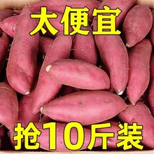 紅薯批發沙地蜜薯新鮮板栗薯地瓜番薯10斤芋頭蔬菜1斤一件代發