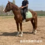 德保一匹性格温顺矮马