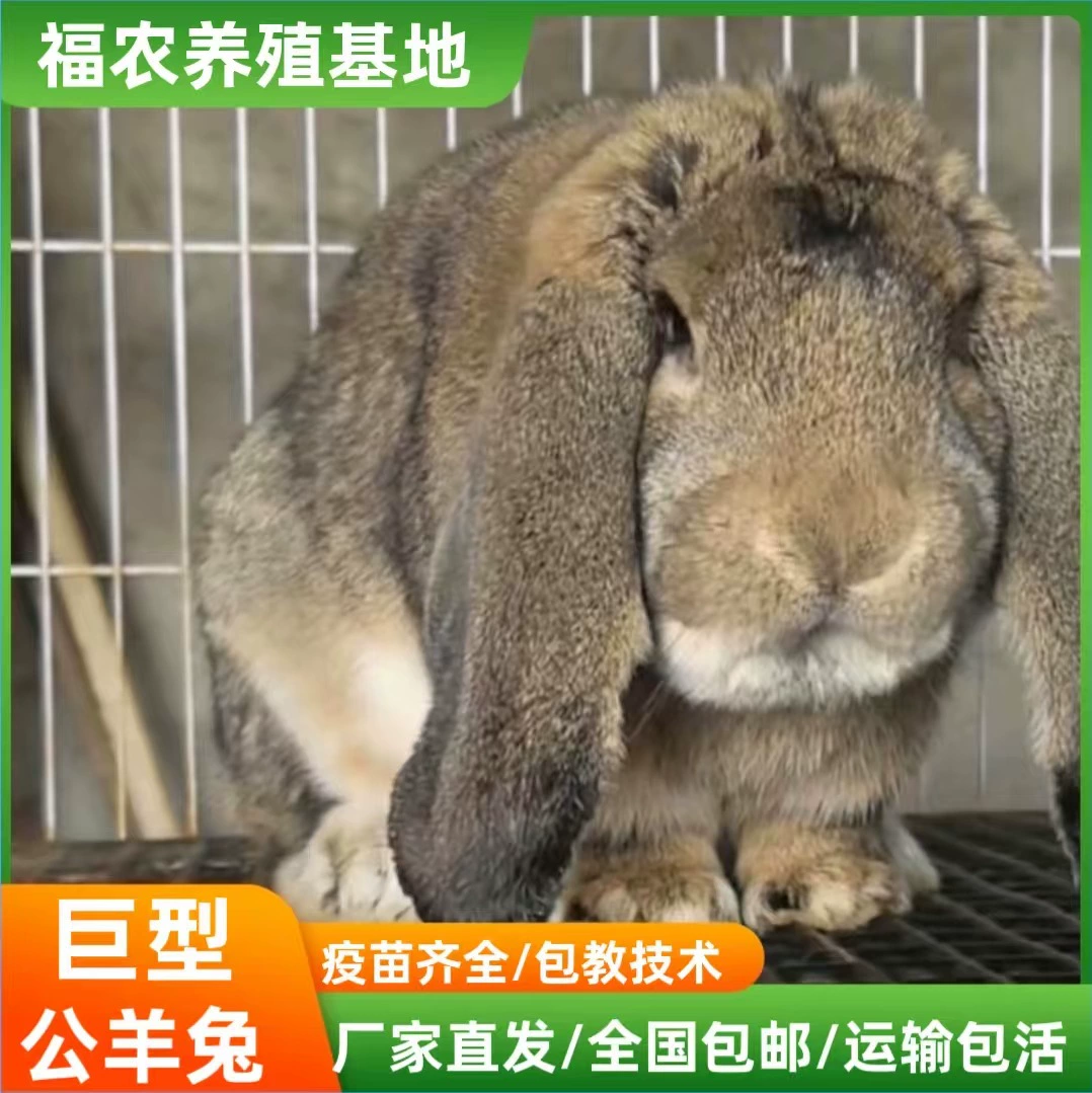 Французские разведенияры крупных пород кроликов предлагают скидки на живых серых кроликов чистой породы с доставкой и обучением включены в комплект.