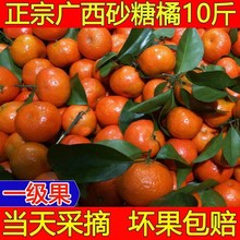 廣西砂糖橘子新鮮10斤無籽沙糖桔小橘子蜜桔柑橘水果當季