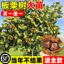 板栗苗树嫁接大红袍地栽特大树苗果树果苗栗子南北方种植当年结果