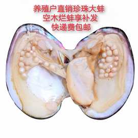 淡水珍珠蚌多珠蚌单珠蚌河蚌批发蚌壳 空木烂蚌补发