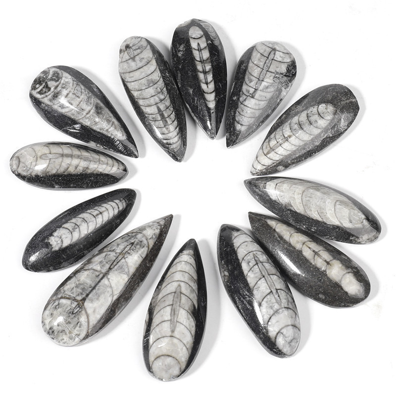 Polished right angle petrochemical stone natural marine life Popular Science teaching specimen diy material manufacturer in stock Polished right angle petrochemical stone natural marine life Popular Science teaching specimen diy material manufacturer in stock