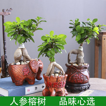 榕树盆景人参小叶大型老桩提根树苗办公室内桌面金钱绿植盆栽花卉