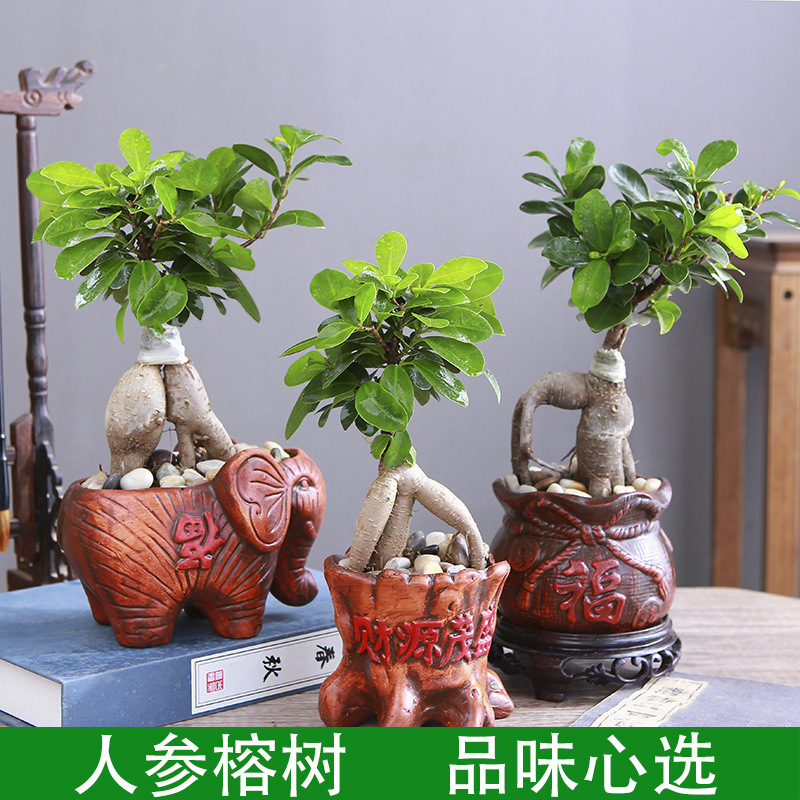 Banyan Tree Bonsai Ginseng Small Leaves Large Old Pile Root Saplings Office Desktop Money Green Plants Potted Florals