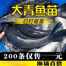 螺蛳鱼苗养殖活体鲫鱼苗鱼苗草鱼苗型鱼青包活鱼塘四大快淡麦太保