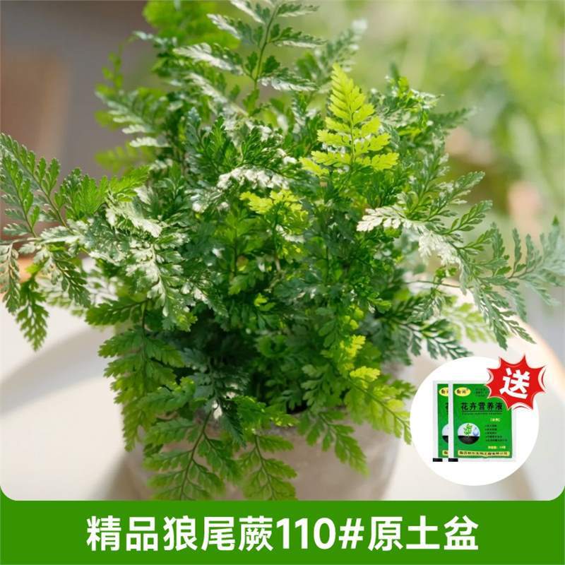 [화분을 가져가는 것이 좋다] 프리미엄 울프테일 고사리 110#원토분지 + 무료양액