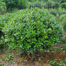 һlͥԺ@ֳGͺͩ㻨ֲ҃ȾG