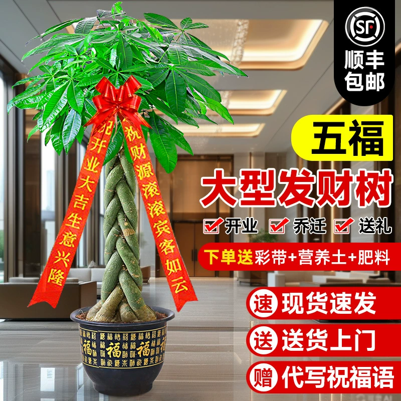 Денежное дерево в горшке, комнатное растение для гостиной, большое зеленое растение для подарка на открытие офиса, простое в уходе и обслуживании, настоящий цветок.