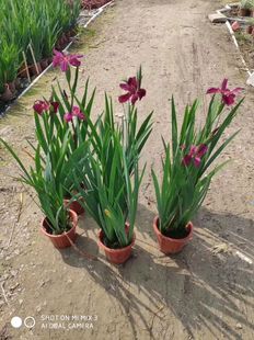 �~��ˮ��ֲ���쾰�Sβ���绨���͟������̨ͥԺ�~��ֲ��U������