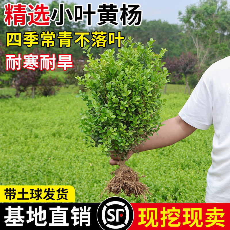 小叶黄杨苗瓜子黄杨球苗庭院篱笆绿化独杆黄杨树苗大叶黄杨冬青苗