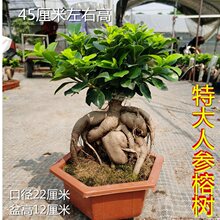 榕树树桩盆景 植物室内桌面盆栽人参榕 小叶榕四季常青地瓜榕易养