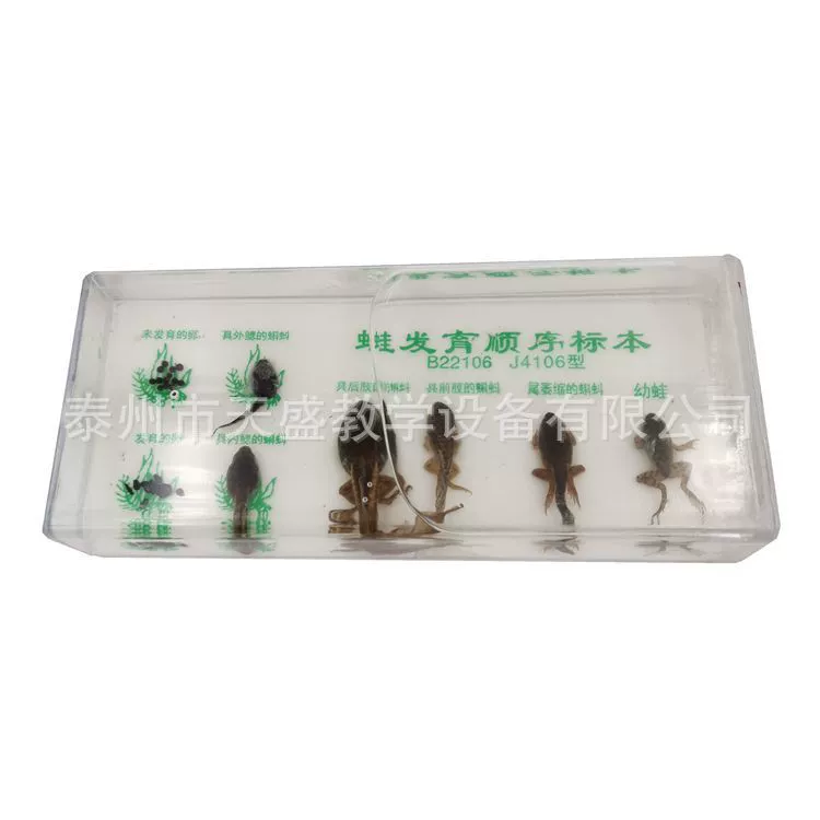 Порядок развития лягушки Образец развития лягушки Погрезая Образец средней школы Растения Начальная научная модель Инструмент обучения