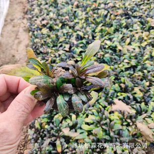 Perennial Cold-Resistant Flower and Grass, Qingzhou Base Cultivation and Wholesale, Beautiful Greening Flowers and Grass for Community Courtyard B&B