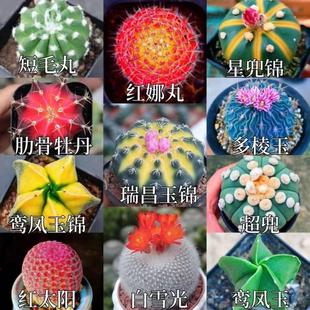 Red Cactus Rare Plant Succulent Potted Flower Blooming Office Cactus Desktop Indoor Radiation Protection
