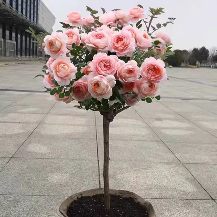 树状月季花卉盆栽地栽高杆棒棒糖玫瑰四季开花浓香别墅花园树桩