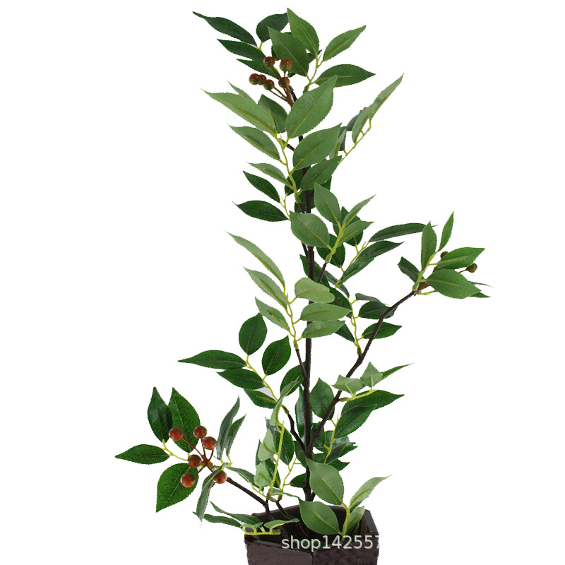 XRB-251 赤楠叶叶三叉0.95米   (2).jpg