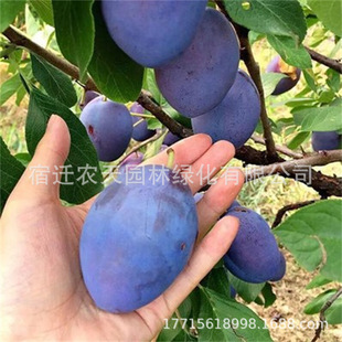 Prune Queen Big Fruit Black Bulin Late Mature Crisp Sweet Plum Sapling Grafted Green Crisp Plum Potted Planting in the North and South