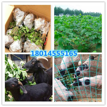 пһ̖sϱ Bιiţ MС