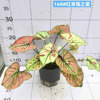 【基地直供】阳台绿植花卉盆栽净化空气 160红草莓之星彩叶芋