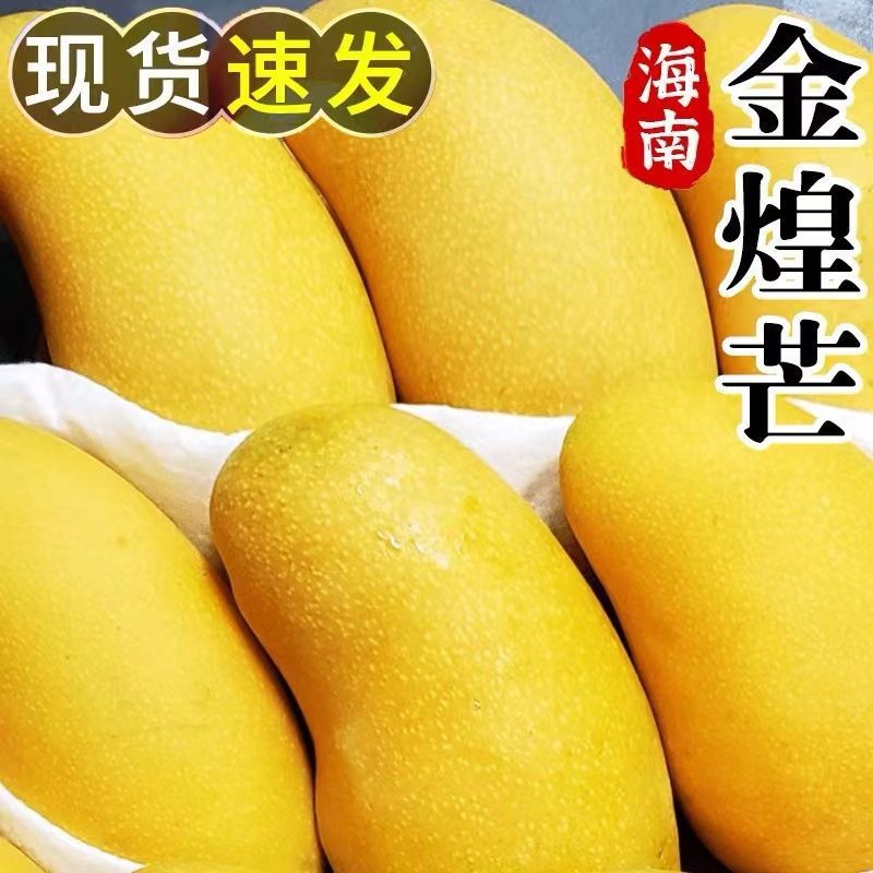 Jinhuang Mango Season Green Mango fresh 10 Hainan Qingmang Fruit 1 Green Mango Jinhuang