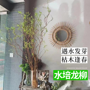 Snow Willow Flowers, Dry Branches, Dragon Willow Fresh Branches, Hydroponic Plants, Flower Plants, Indoor Florals and Green Plants, Dragon Willow Wholesale