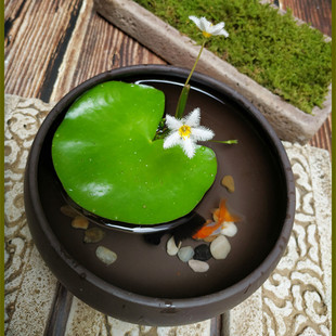 Water Lily Fish Tank Aquatic Plant Real Grass Landscaping Oxygenation Driftwood Water Purification Water Surface Bowl Lotus Water Hyacinth