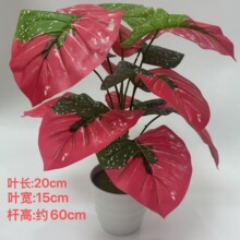 �羳����Gֲ�����L���_��ˮ�۾G12�^�G�_��c�Ƶ�Ҿ����ֲ��