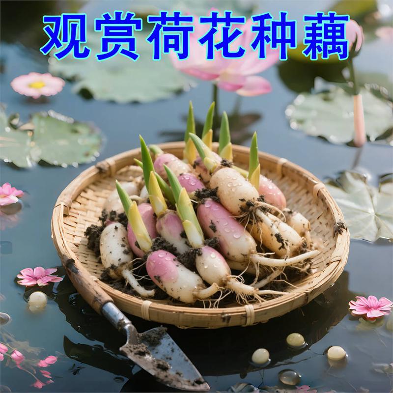 Lotus Potted Lotus Lotus Seedlings Four-Season Ornamental Lotus Lotus Seeds Hydroponic Plants Pond Florals Water Lily Lotus Seedlings