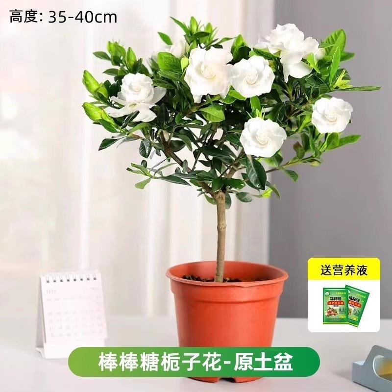 롤리팝 치자나무 약 40cm (원래 화분) + 영양액 [새싹이 많음]