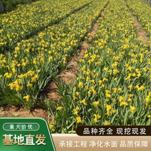 基地批发水生植物黄菖蒲苗黄花鸢尾园林湿地河道工程绿化量大优惠