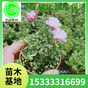 Rose Jiye Miniature Bonsai Potted Plant Four Seasons Blooming Flower Wholesale