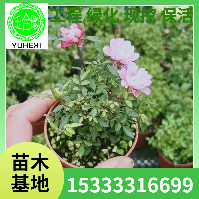 Миниатюрное бонсай Роза Джиэ, горшечное растение, цветущее в четыре сезона, оптом