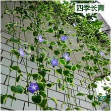 花叶蔓长春花常春藤吊兰盆栽绿植大苗室内外阳台庭院好养花卉盆栽