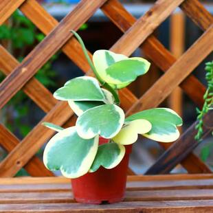Heart-Shaped Leaf Ball Orchid Succulent Old Stump Lover's Ball Orchid Climbing Plant Indoor Potted Heart-Shaped Leaf Hanging Green Plant