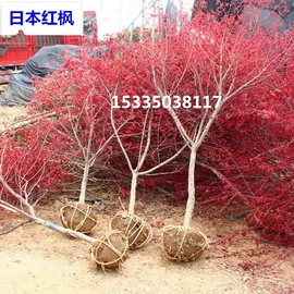 盆栽;种子;花盆容器