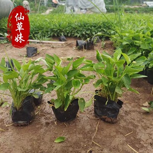Shandong Perennial Grass Flower Purple Flower Ground Potted Flower Sea Flower Belt Park Community Large Green Seedlings