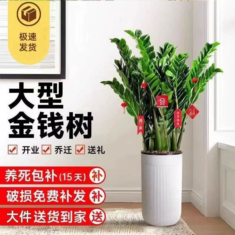 Money Tree Potted Plant Indoor Flower Large Living Room Easy to Maintain Green Plant Large Money String Fortune Opening Gift