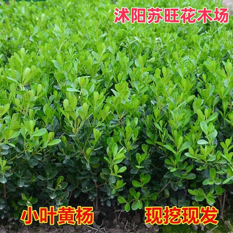 小叶瓜子黄杨色块篱笆植物常绿庭院小区工程苗风景苗景区四季可种
