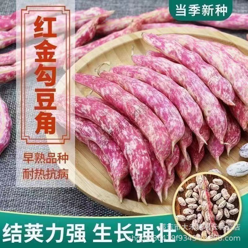 东北红金钩豆角种子高产四季播种春秋架豆油豆角种籽芸豆搭架种籽