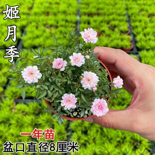 ���¼��ձ�����Ů����΢�Nޱ����΢�辰�̨�����ļ����_���Ի���