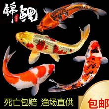 锦鲤冷水纯种金鱼鲤鱼鱼苗活鱼淡水批发观赏鱼耐活好养锦鲤渔场