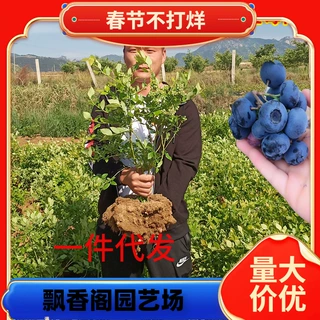一件代发蓝莓树果苗盆栽地栽特大庭院阳台当年结果南方北方种植四